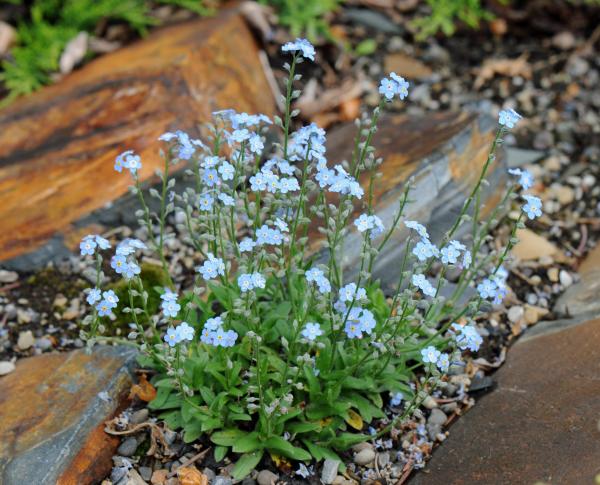 Myosotis decumbens