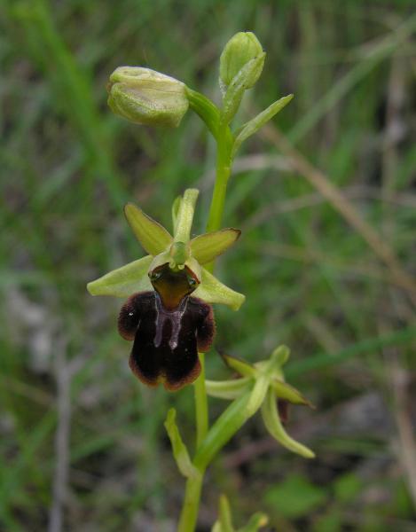 Ophrys sphegodes