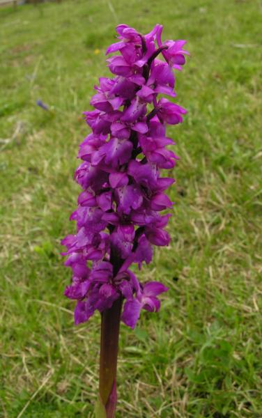 Orchis mascula