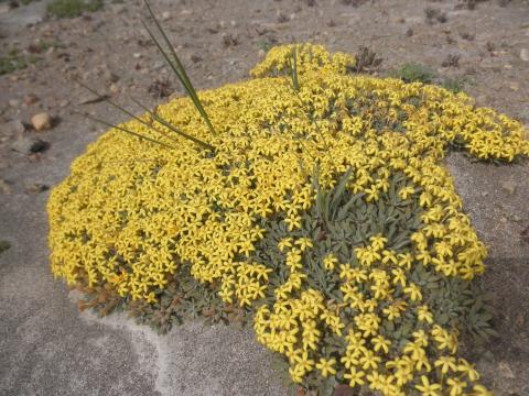 Oreopsis glacialis