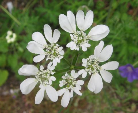 Orlaya grandiflora