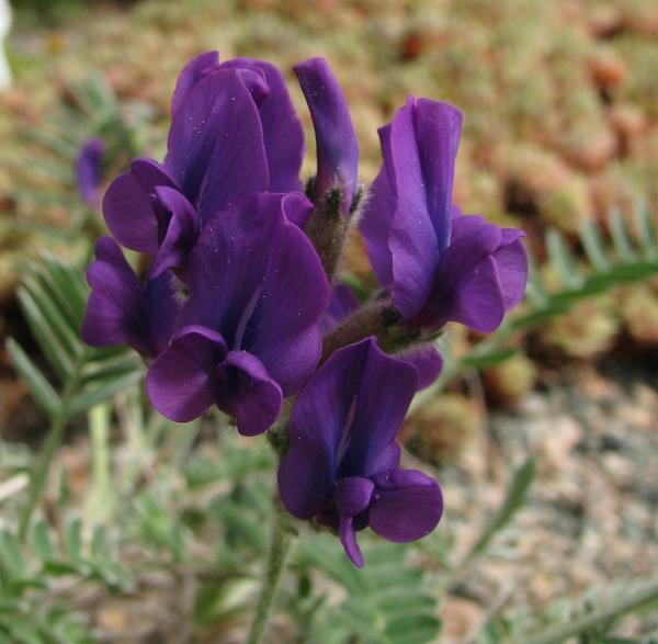 Oxytropis megalantha