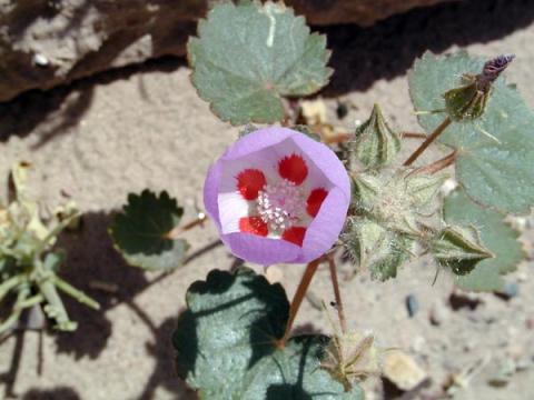 Eremalche rotundifolia