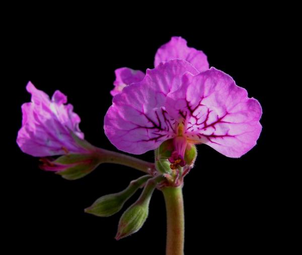 Pelargonium endlicherianum