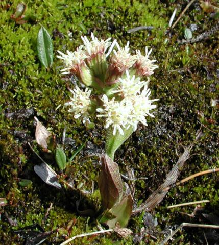 Petasites nivalis