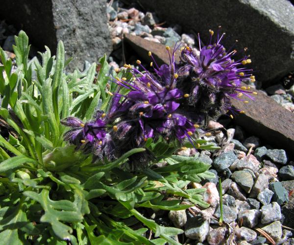 Phacelia sericea