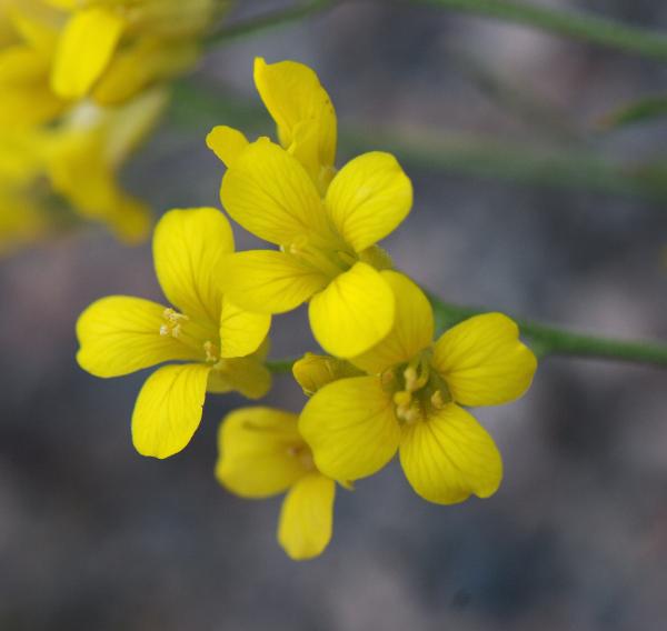 Physaria alpina