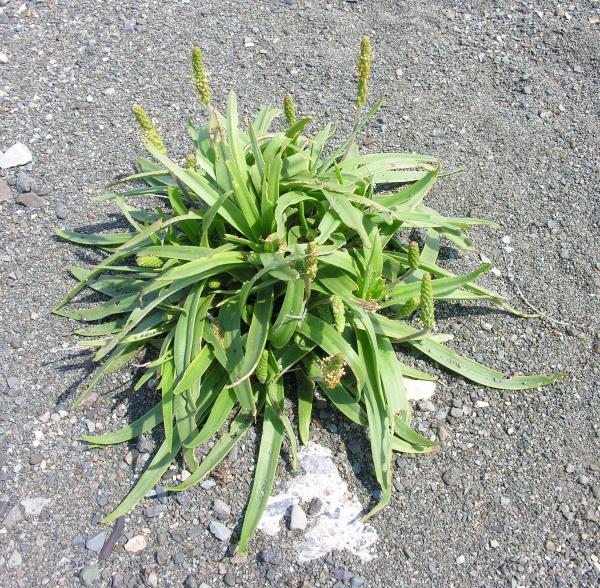 Plantago maritima