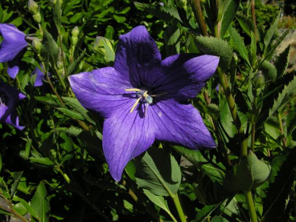 Platycodon grandiflorum