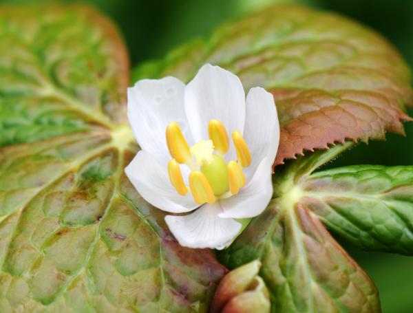 Podophyllum hexandrum