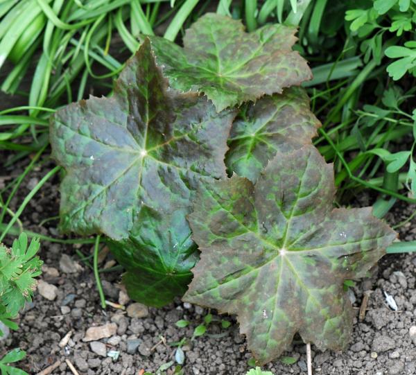 Dysosma pleiantha X delavayi