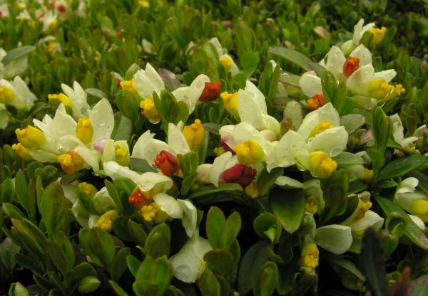 Polygala chamaebuxus