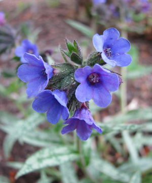 Pulmonaria longifolia 'Bertram Anderson'