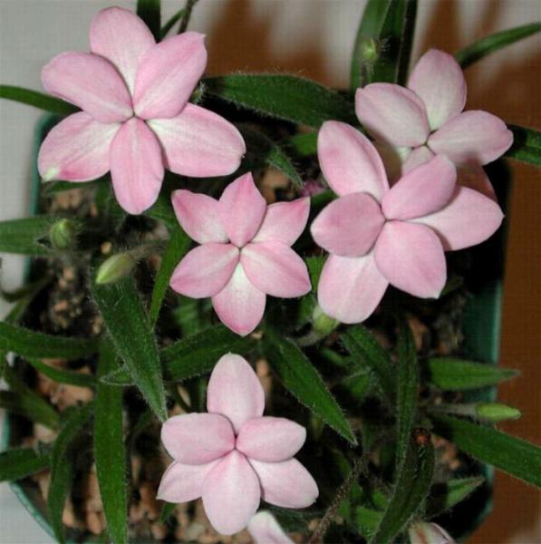 Rhodohypoxis baurii