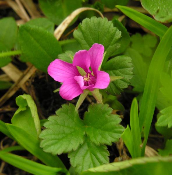 Rubus arcticus