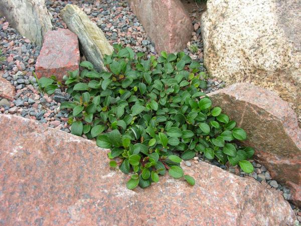 Salix reticulata