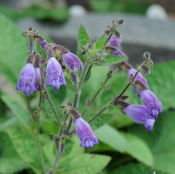 Salvia przewalskii