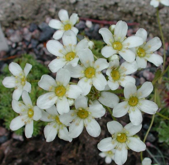 Saxifraga paniculata