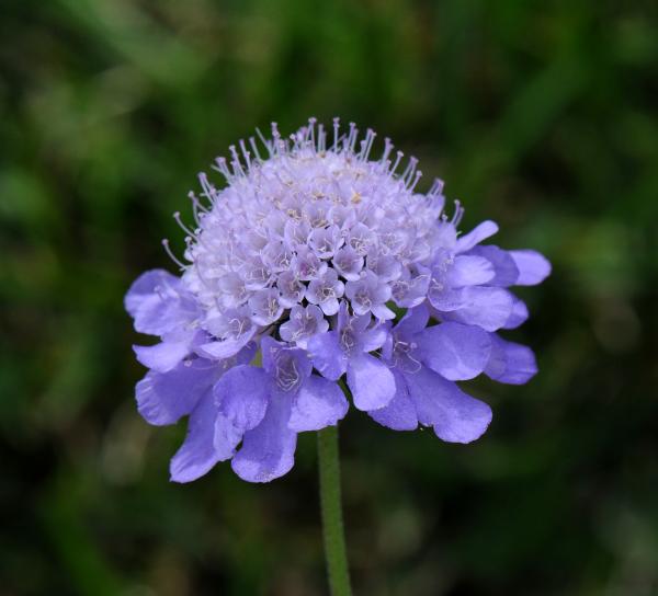 Scabiosa columbaria 'Nana'