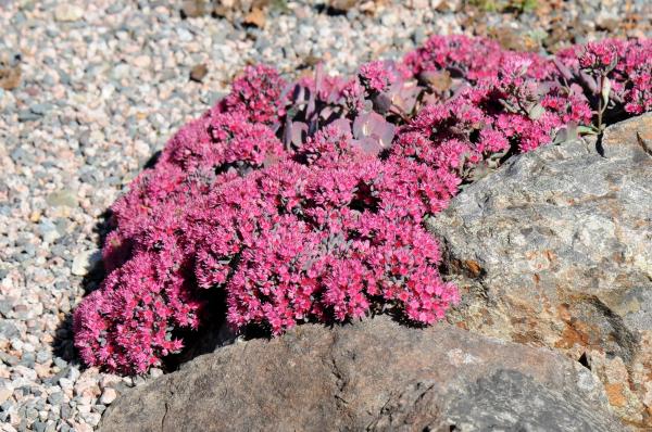 Hylotelephium cauticola 'Lidakense'