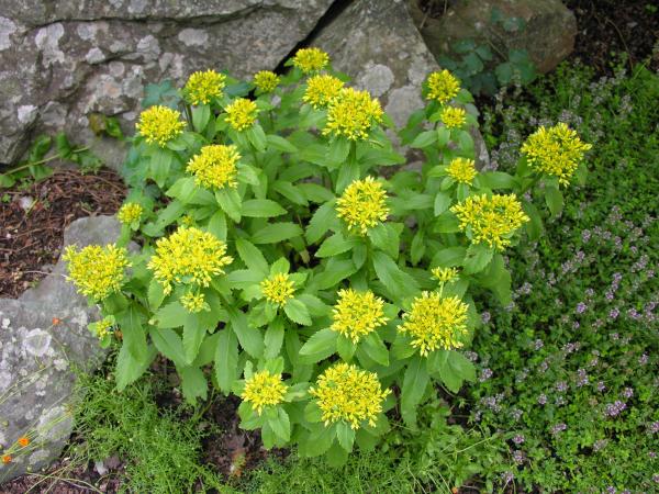 Sedum hyperaizoon