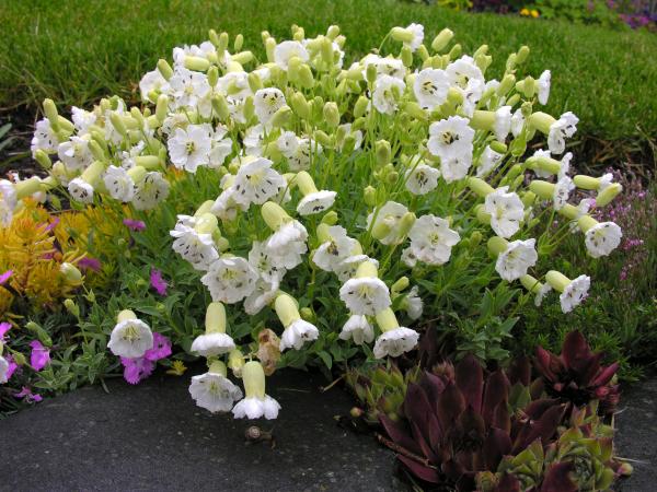 Silene uniflora 'Ice Cups'