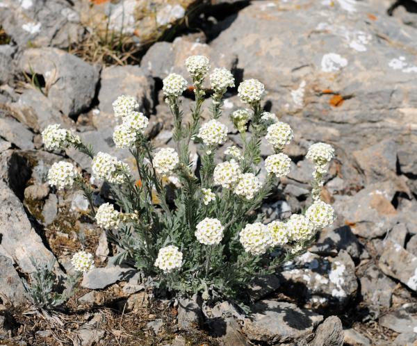 Smelowskia calycina, Drywood Mountain, Alberta