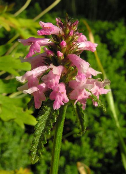 Stachys monnieri