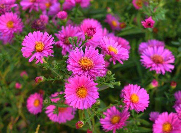 Symphyotrichum novi-belgii 'Alert'