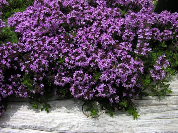 Thymus neiceffii