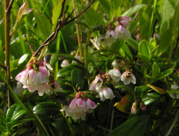 Vaccinium vitis-idaea