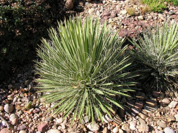 Yucca harrimaniae