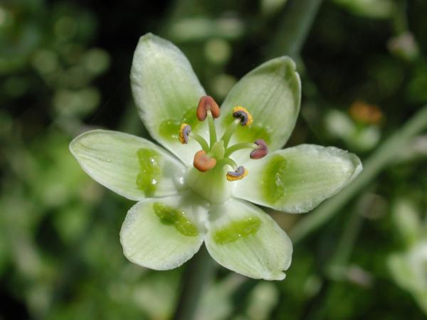 Zigadenus elegans