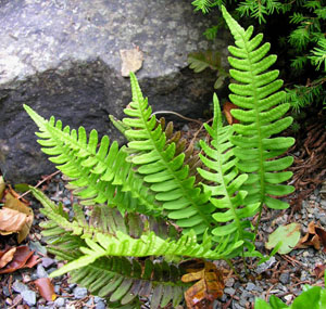 Polypodium virginianum