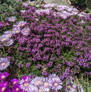 Delosperma294x318.jpg