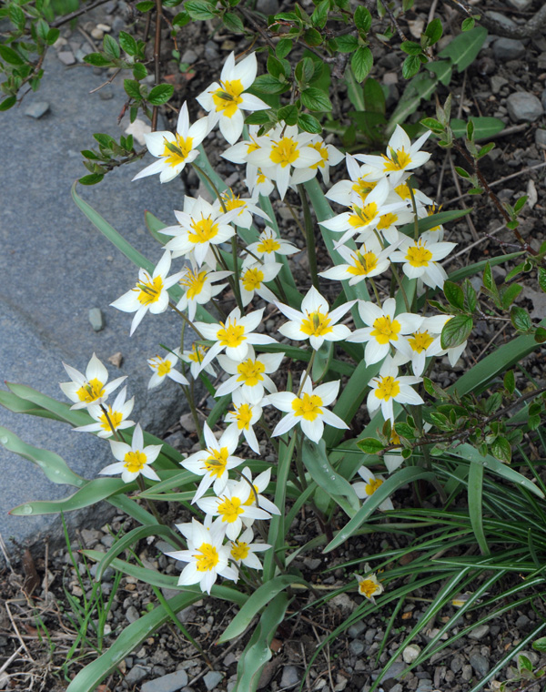 Tulipa tukestanica