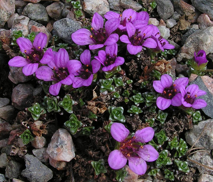 Saxifraga oppositifolia