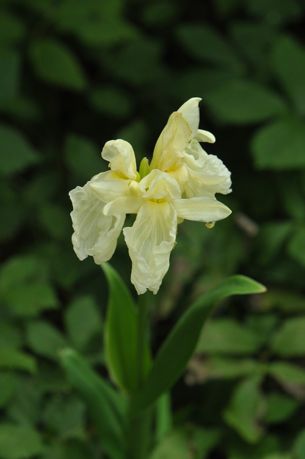 Roscoea cautleyoides