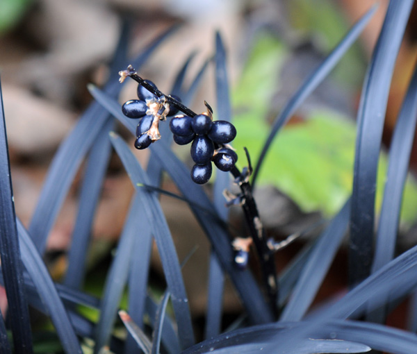 Ophiopogon planiscapus fruit