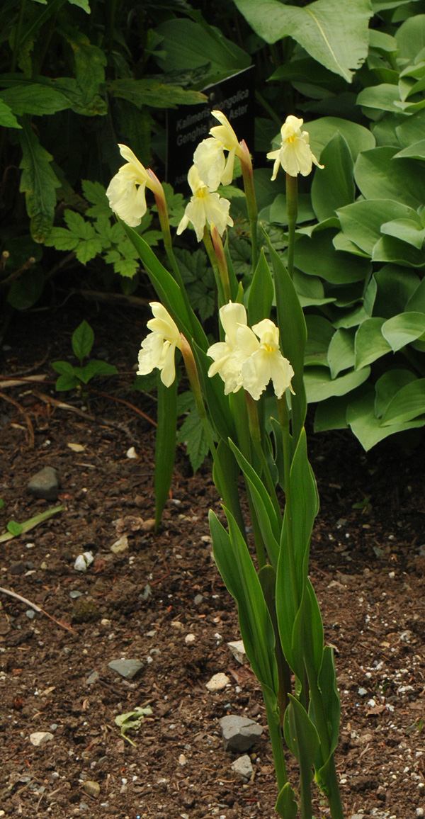 Roscoea cautleyoides