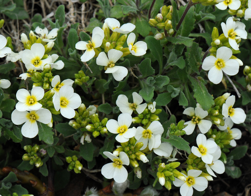 Arabis flaviflora