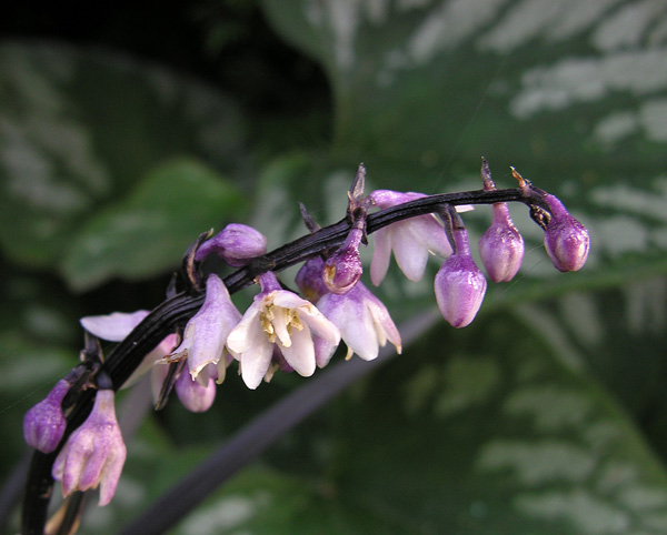 Ophiopogon planiscapus flowers