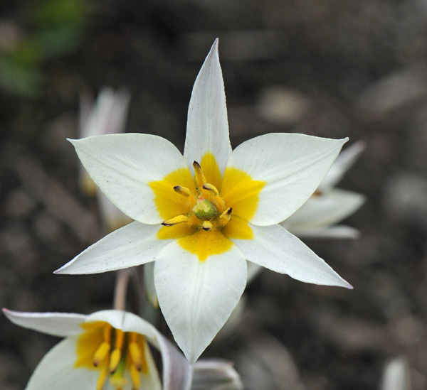 Tulipa turkestanica