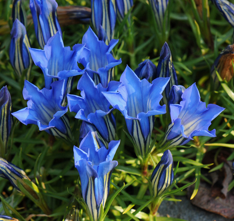 Plant of the Month for Dec 2022 | North American Rock Garden Society