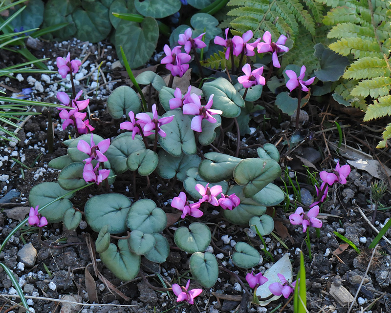 Cyclamen coum , pewter-leaf form