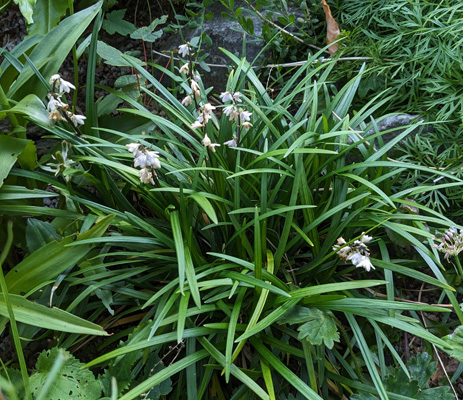 Ophiopogon planiscapus