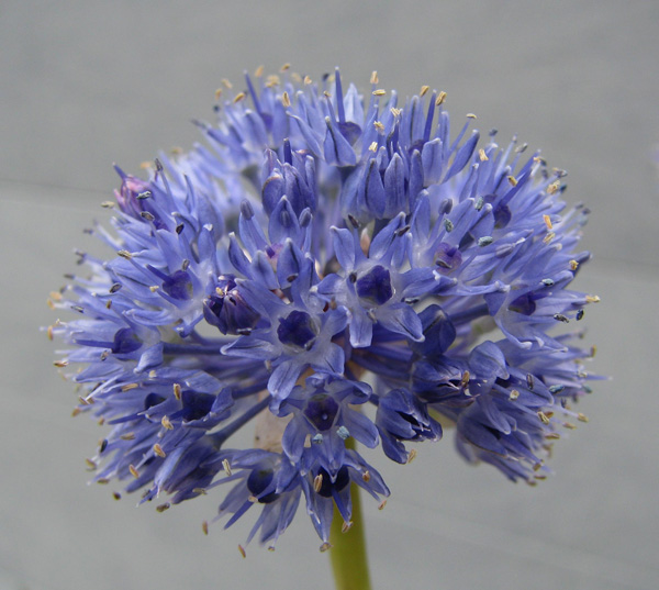 Allium caeruleum