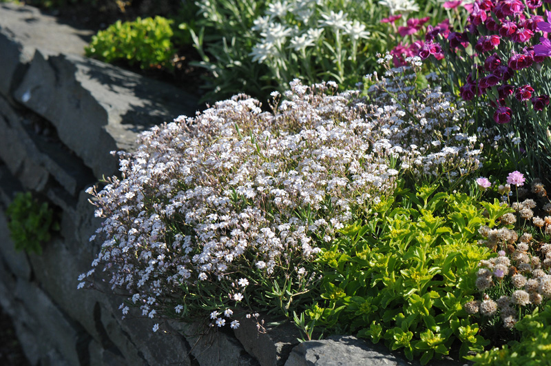 Gypsophila repens