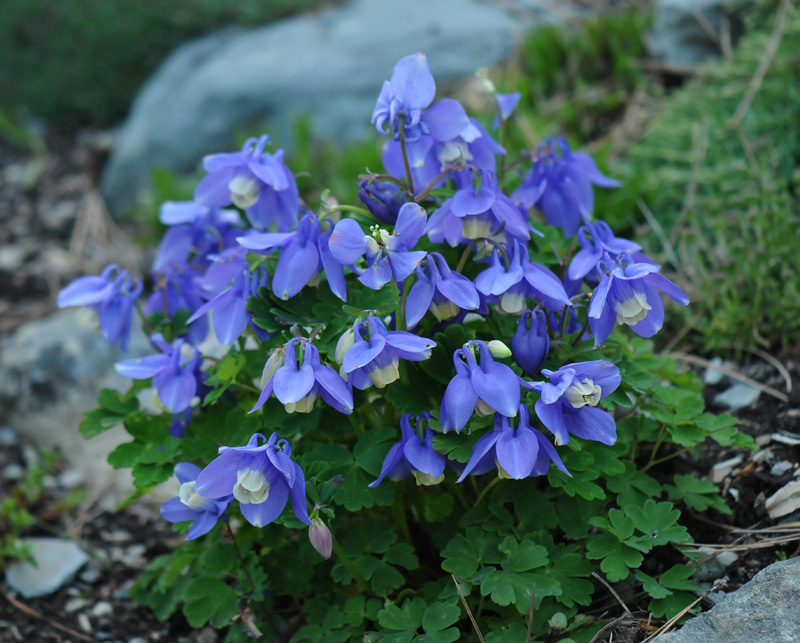 Aquilegia flabellata 'Ministar'