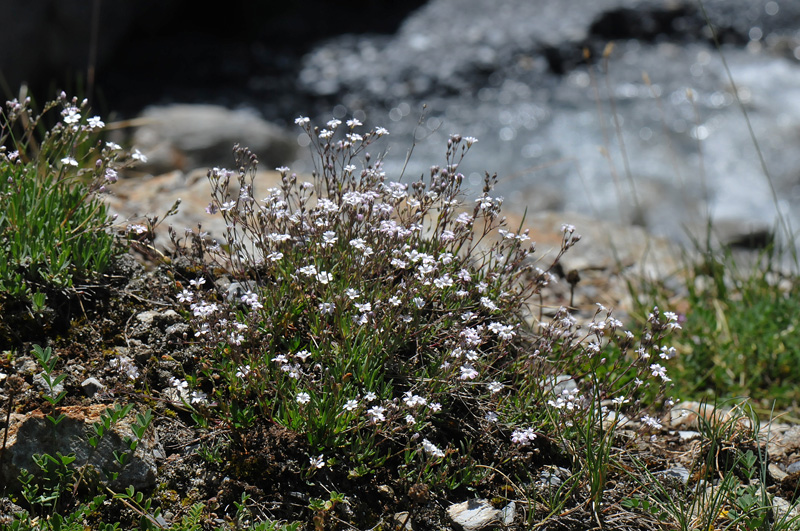 Gypsophila repens in the wild of the Swiss Alps